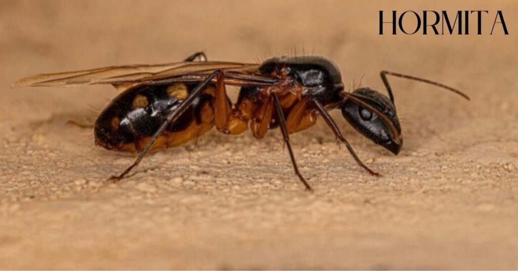 Hormita