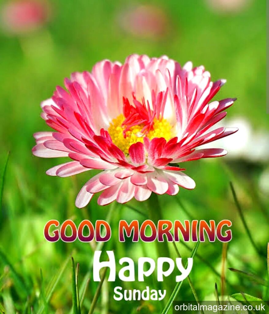 Good Morning Happy Sunday: A Day of Love, Peace, and New Beginnings